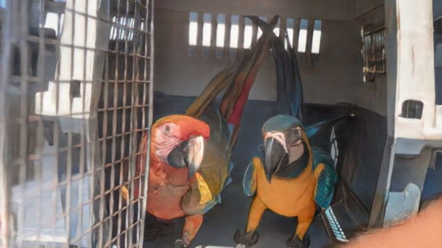 Medio Ambiente establece registro obligatorio de animales exóticos por tres meses