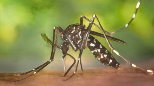 OMS alerta sobre el aumento global de muertes por malaria y la resistencia a medicamentos