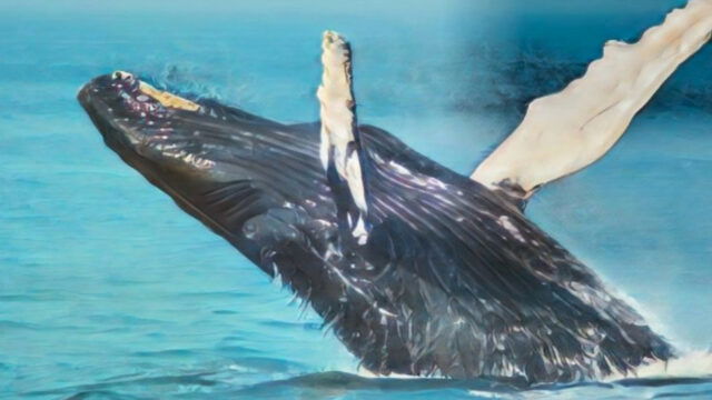 Inicia oficialmente la temporada de ballenas jorobadas 2026 en Samaná.