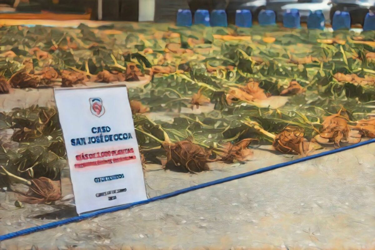 La DNCD desmantela una plantación con más de 3,000 plantas de presunta marihuana en San José de Ocoa La DNCD desmantela una plantación con más de 3,000 plantas de presunta marihuana en San José de Ocoa