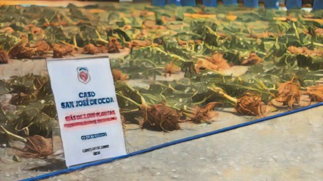 La DNCD desmantela una plantación con más de 3,000 plantas de presunta marihuana en San José de Ocoa
